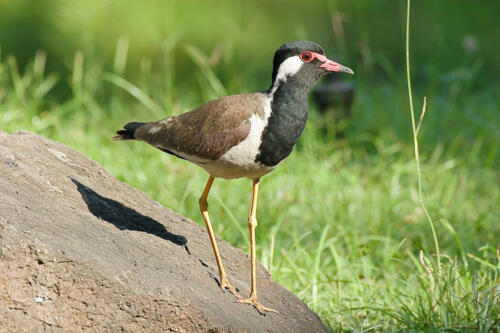 18_lapwing_red_wattled_OTP_1547_1547