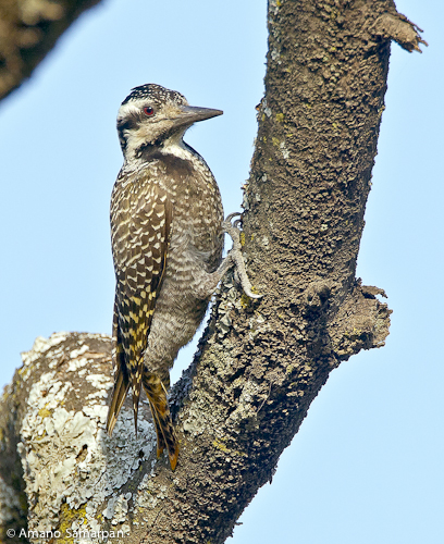 Bearded_Woodpecker_Dendropicos_namaquus_female_schoensis_Langano_Ethiopia_november_AMANO_0184_7301
