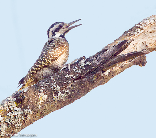 Bearded_Woodpecker_Dendropicos_namaquus_female_schoensis_Langano_Ethiopia_november_AMANO_7279