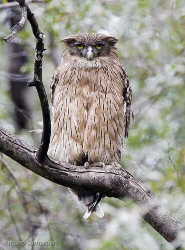 Brown_Fish_Owl_from_Rajasthan