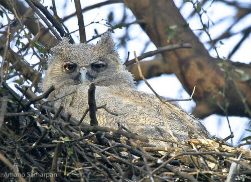 Dusky_Eagle_Owl_chick_in_Rajasthan