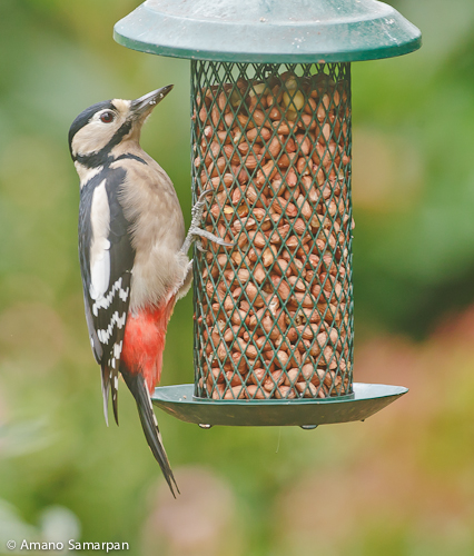 Great_Spotted_Woodpecker_Dendrocopos_major_female_Somerset_UK_november_AMANO_7572