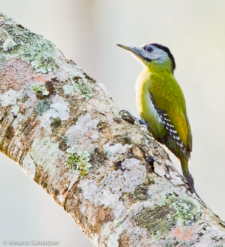 Grey_headed_Woodpecker_Dendropicos_spodocephalus_female_Assam_India_january_AMANO_2151