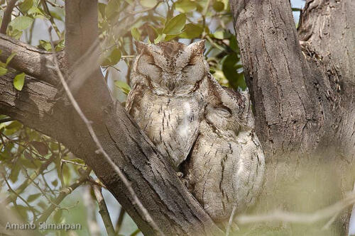 Indian_Scops_Owl_couple_from_Rajasthan