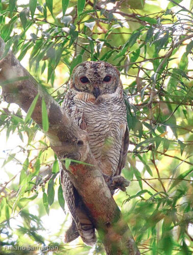 Mottled_Wood_Owl_from_Kerala