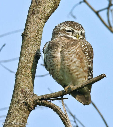 Spotted_Owlet_from_southern_India