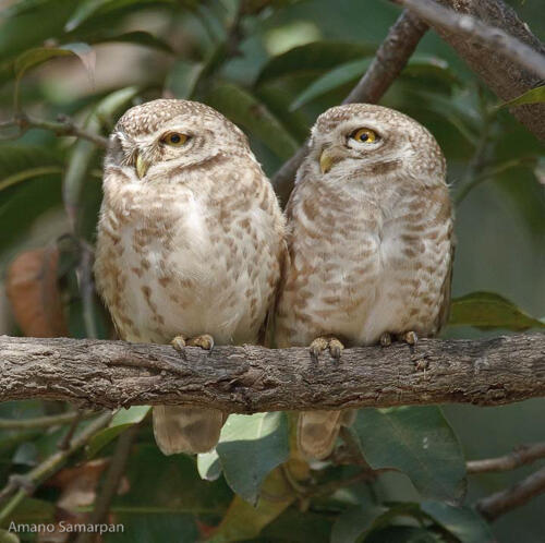OWLS and OWLETS