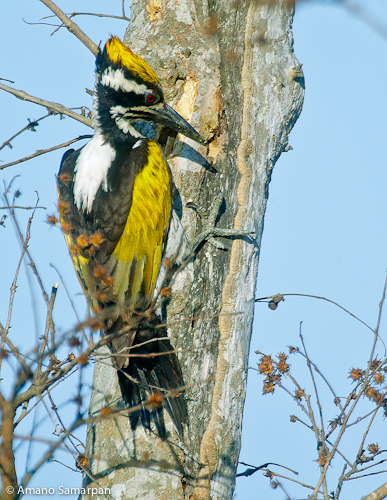 White_naped_Woodpecker_Chrysocolaptes_festivus_female_Madhumalai_Tiger_Reserve_Taml_Nadu_India_february_AMANO_1836