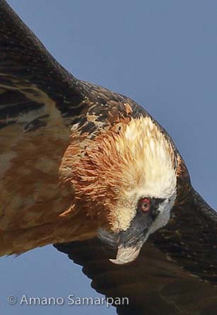 bearded_vulture_close_up_in_flight_Ethiopia_Amano_Samarpan_9287