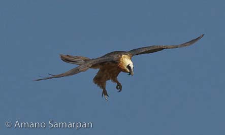 bearded_vulture_in_flight_Ethiopia_Amano_Samarpan_9270